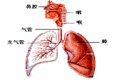 支气管炎的食疗